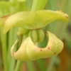 Sarracenia flava maxima -- Gelbe Schlauchpflanze 